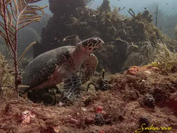 Magnifiques spots de plongée dans la réserve Coustaud
